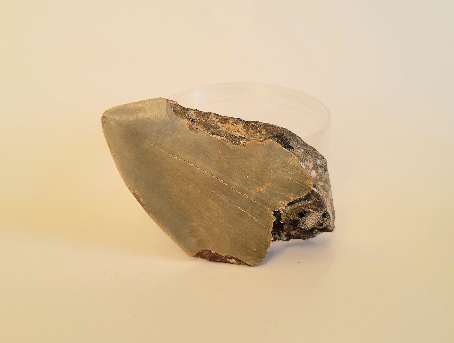 3.48" Partial Megalodon Tooth