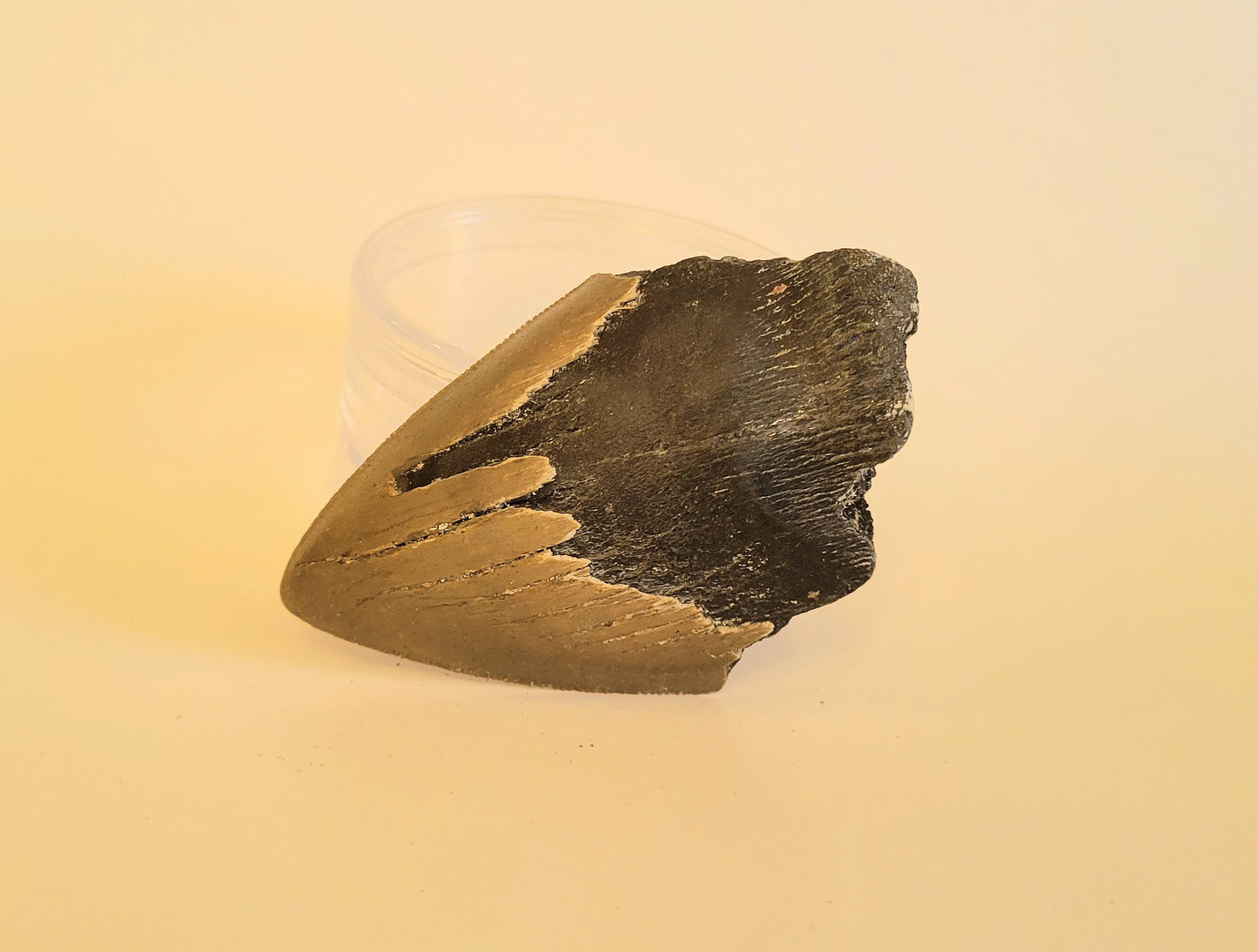 3.23" Partial Megalodon Tooth