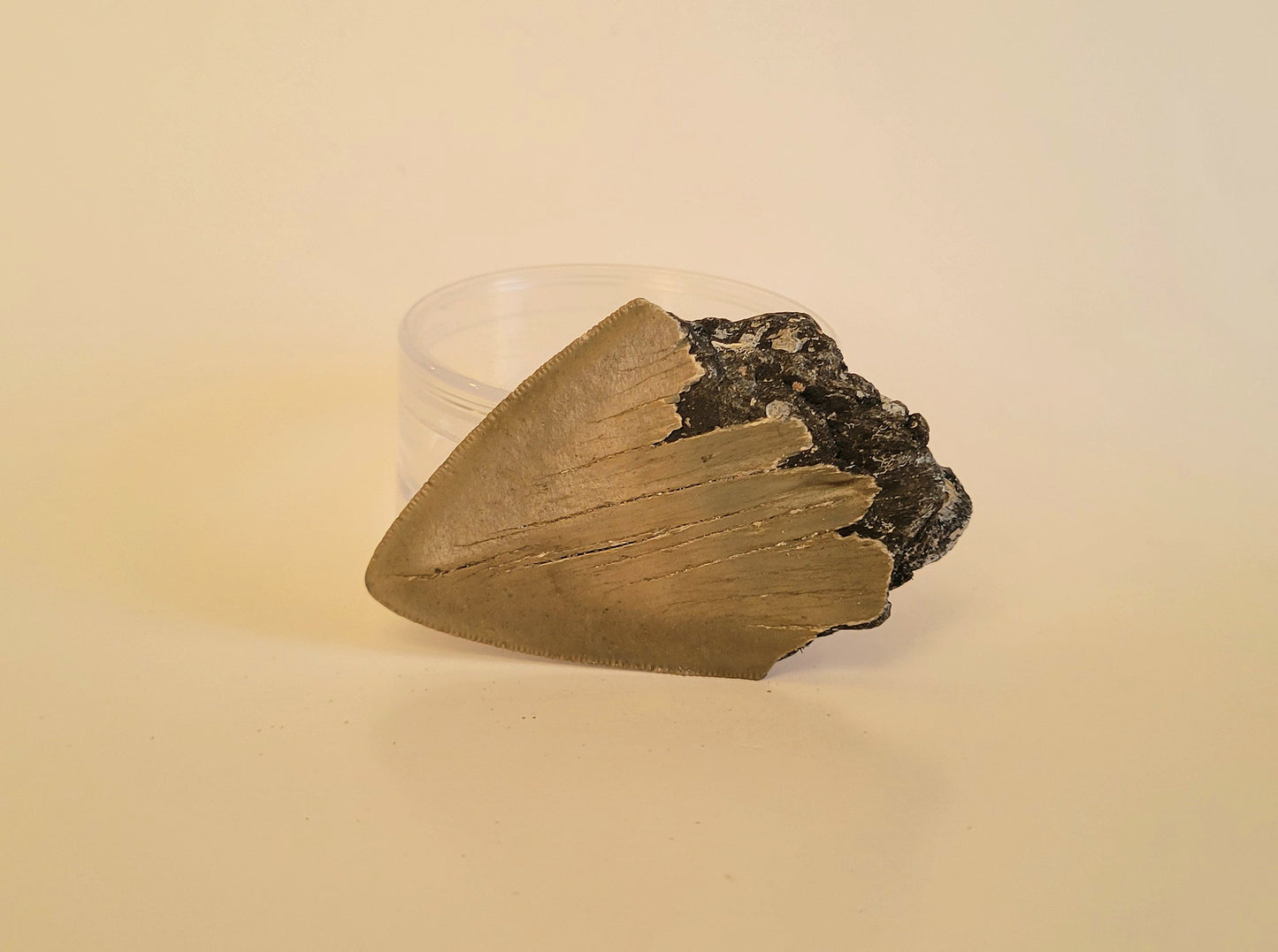 3.23" Partial Megalodon Tooth