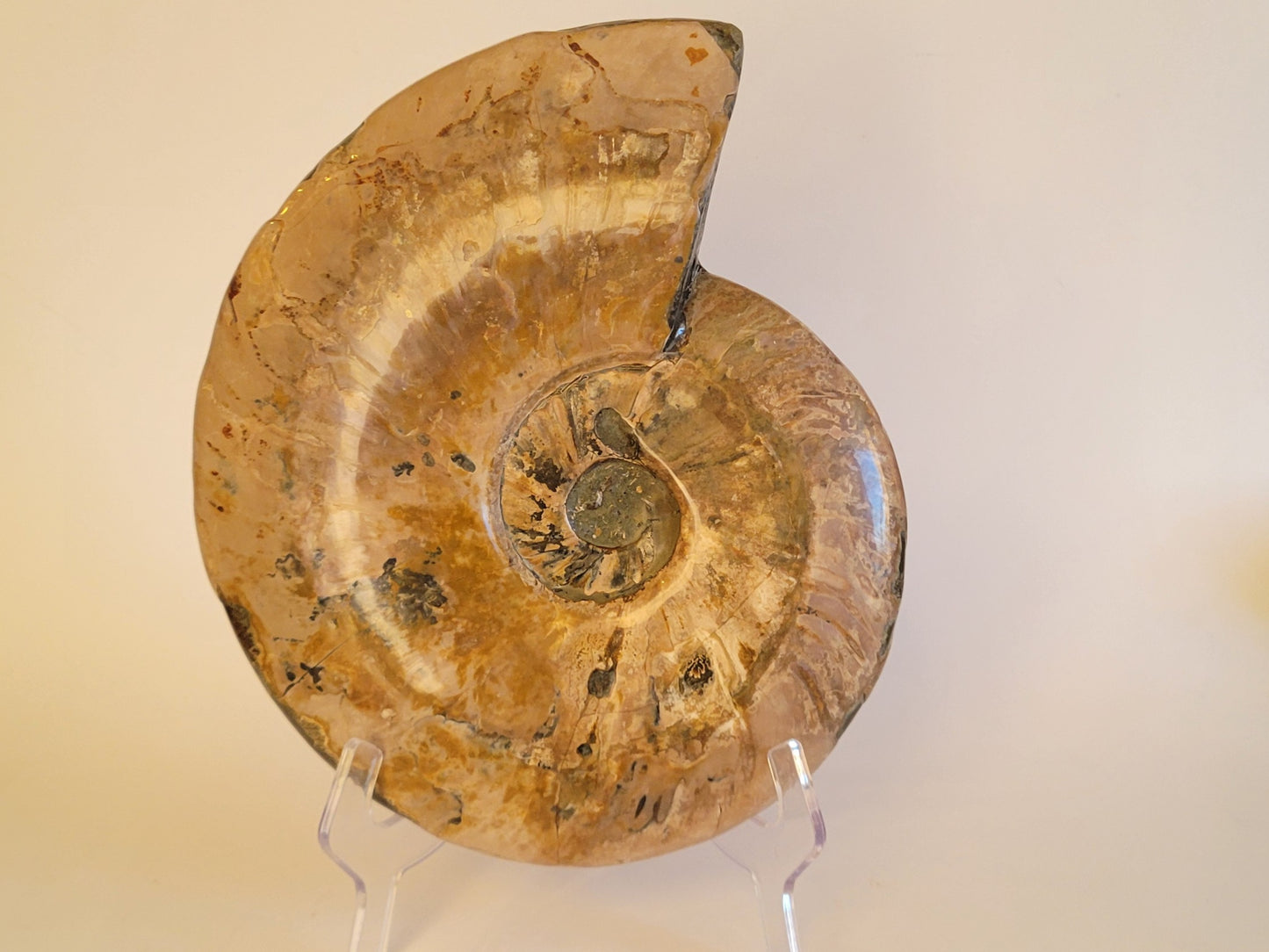 9lbs Cleoniceras Ammonite (Madagascar)