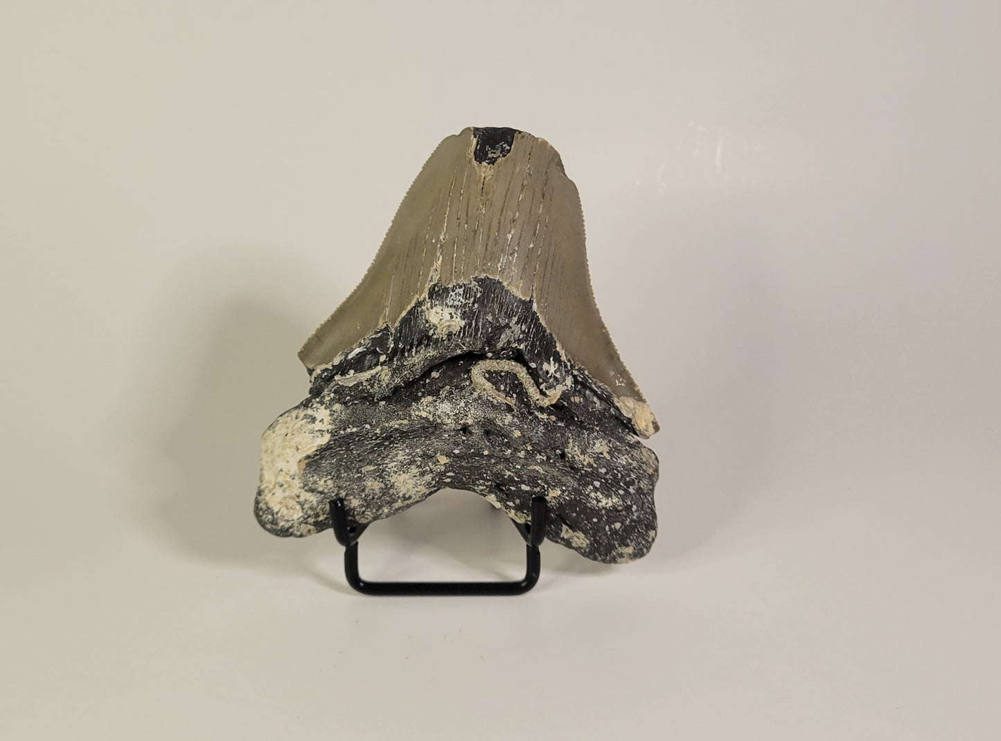 3.69" Partial Megalodon Tooth