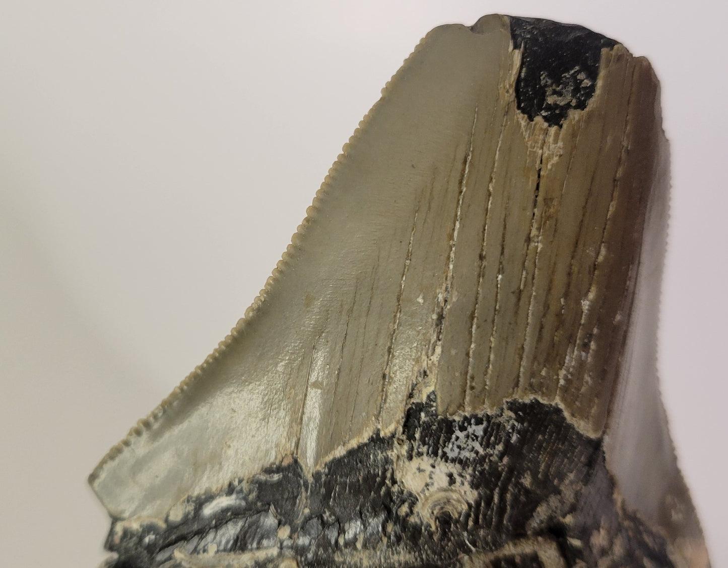 3.69" Partial Megalodon Tooth