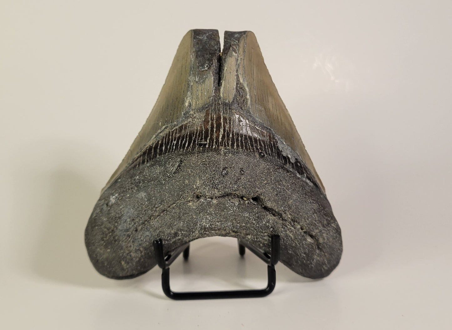 3.92" Partial Megalodon Tooth