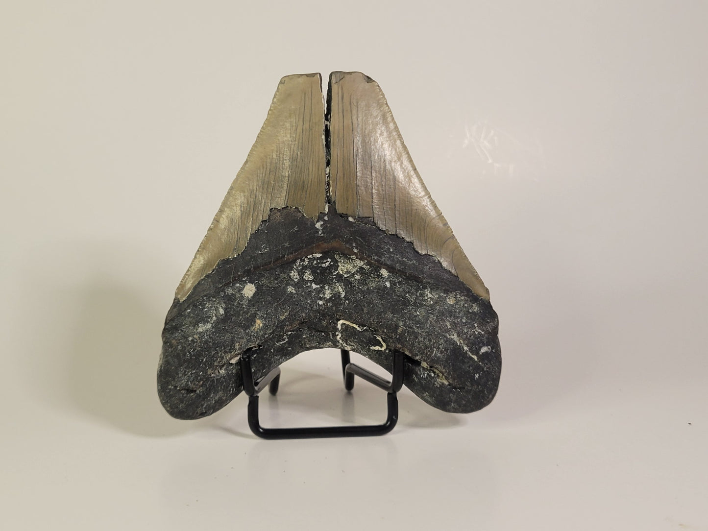 3.92" Partial Megalodon Tooth