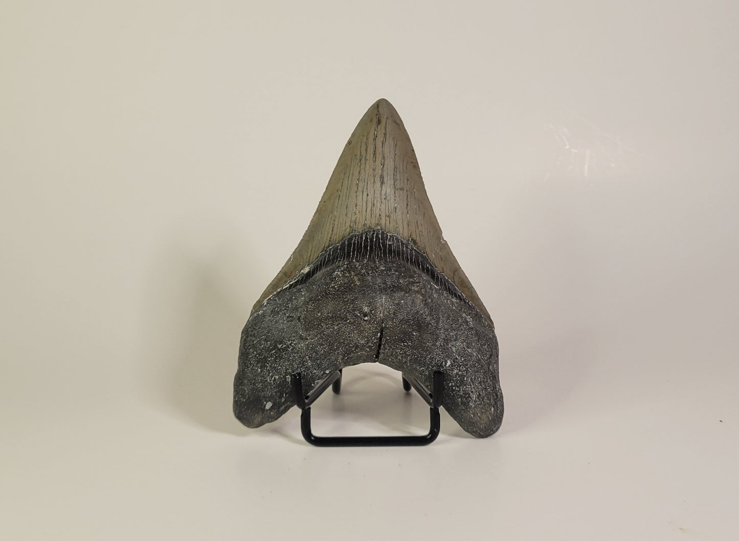 4.25" Megalodon Tooth