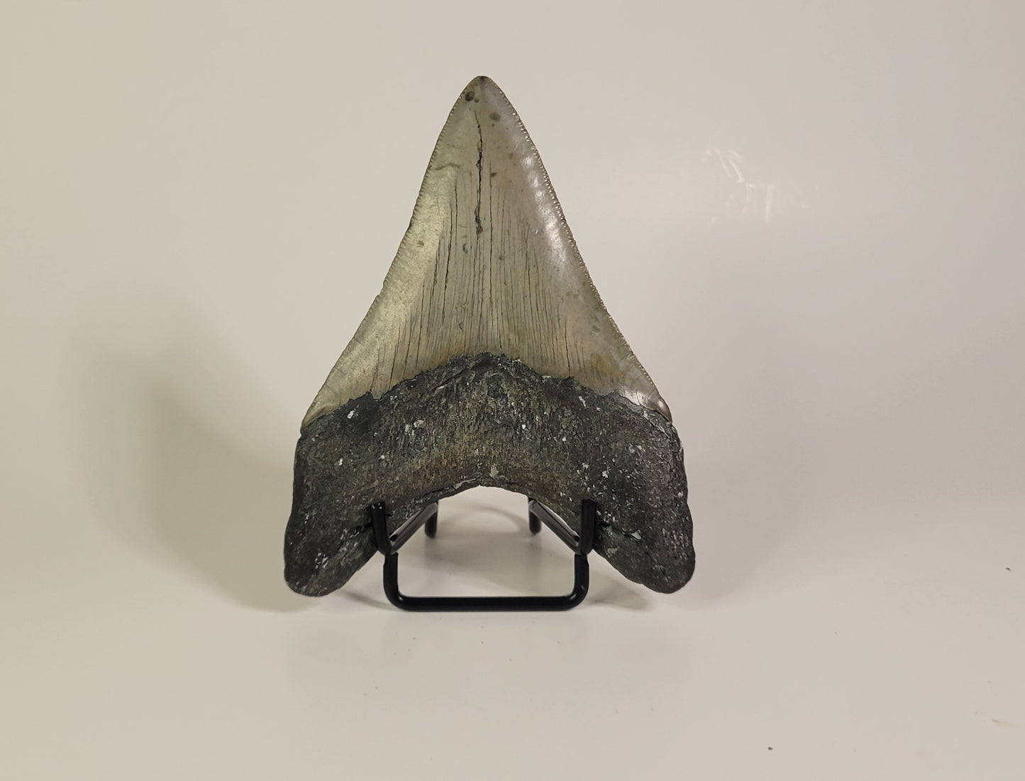 4.25" Megalodon Tooth