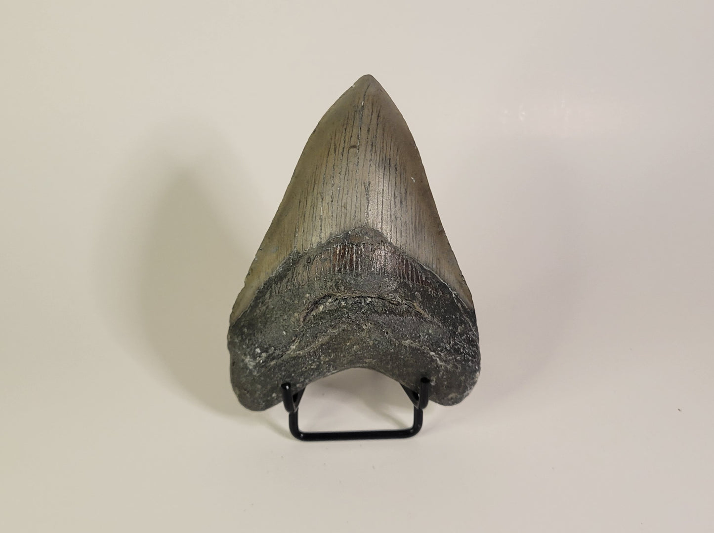 4.24" Megalodon Tooth