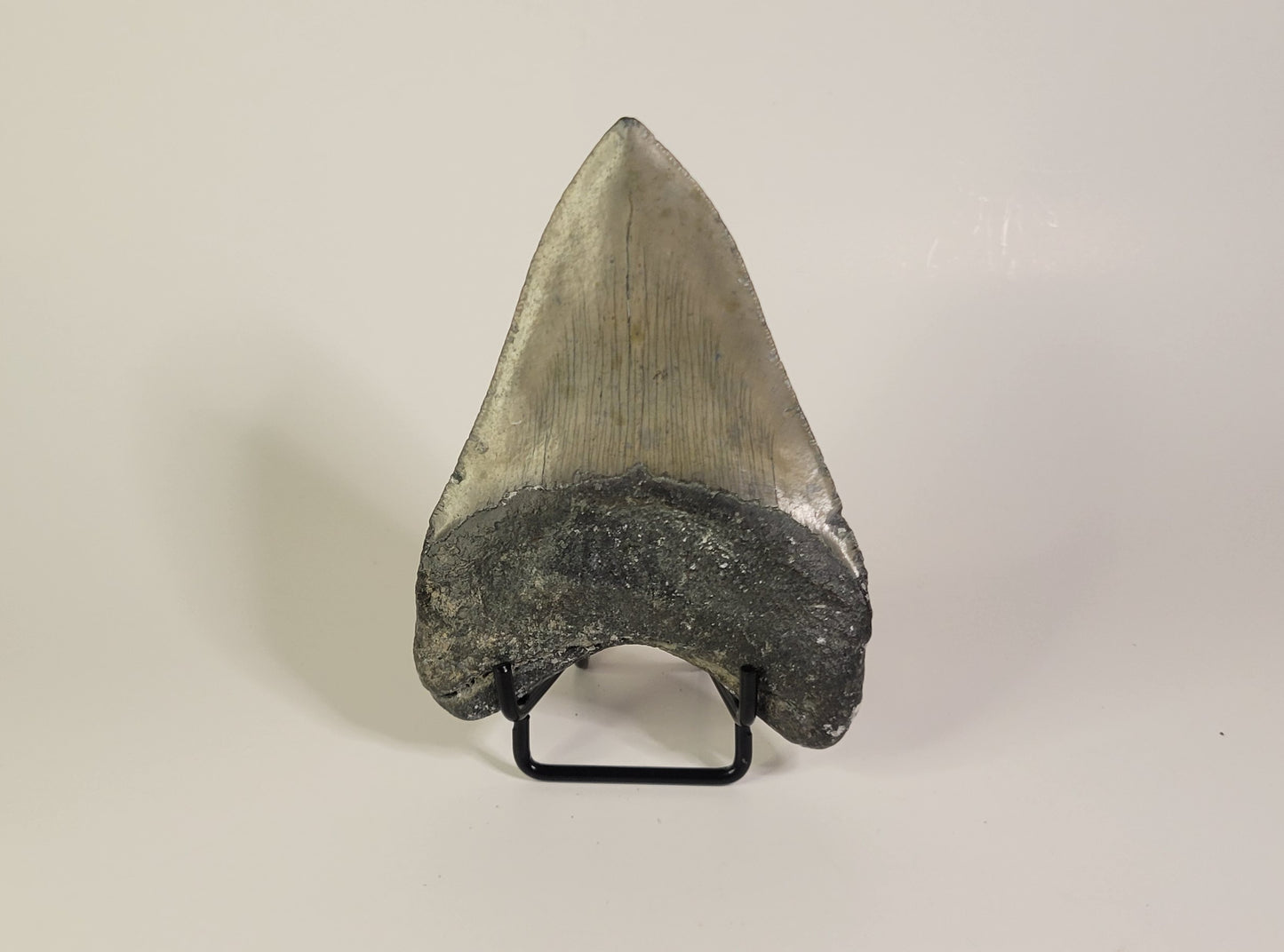 4.24" Megalodon Tooth