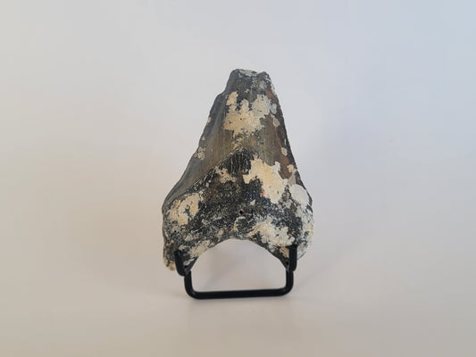 3.19" Partial Megalodon Tooth