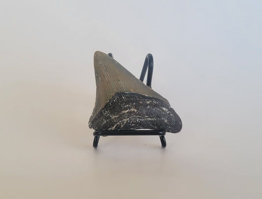 2.62" Megalodon Tooth