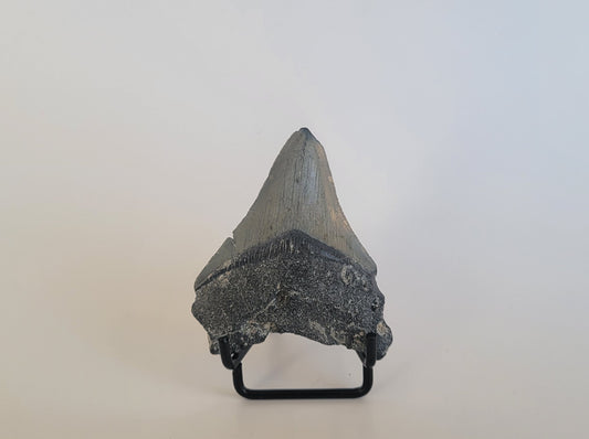 2.8" Megalodon Tooth