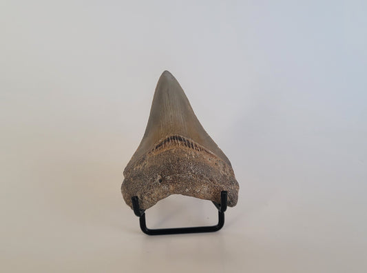 2.87" Megalodon tooth