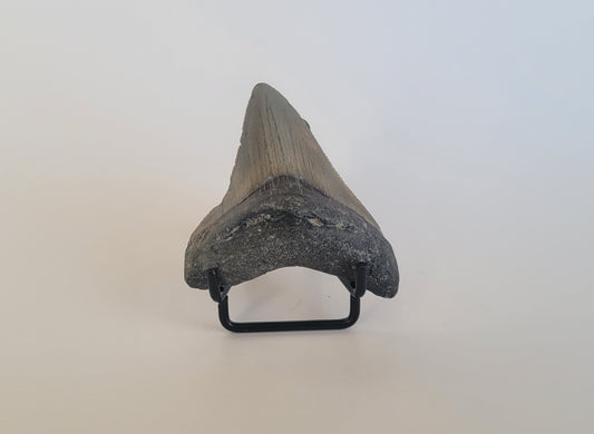 2.85" Megalodon Tooth