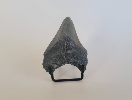 2.95" Megalodon Tooth