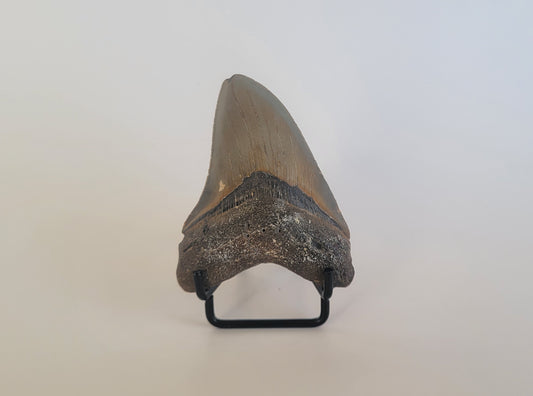 3.13" Megalodon Tooth