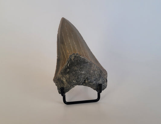 3.55" Megalodon Tooth