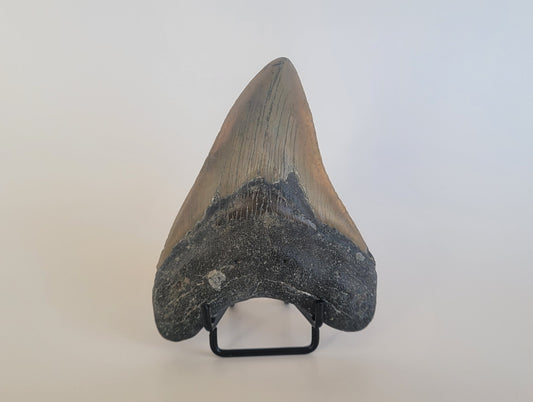 4.57" Megalodon Tooth