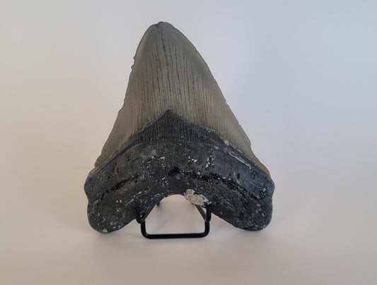 5.41" Megalodon Tooth