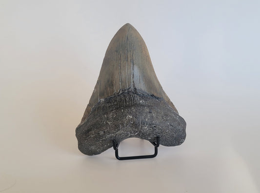 5.26" Megalodon Tooth