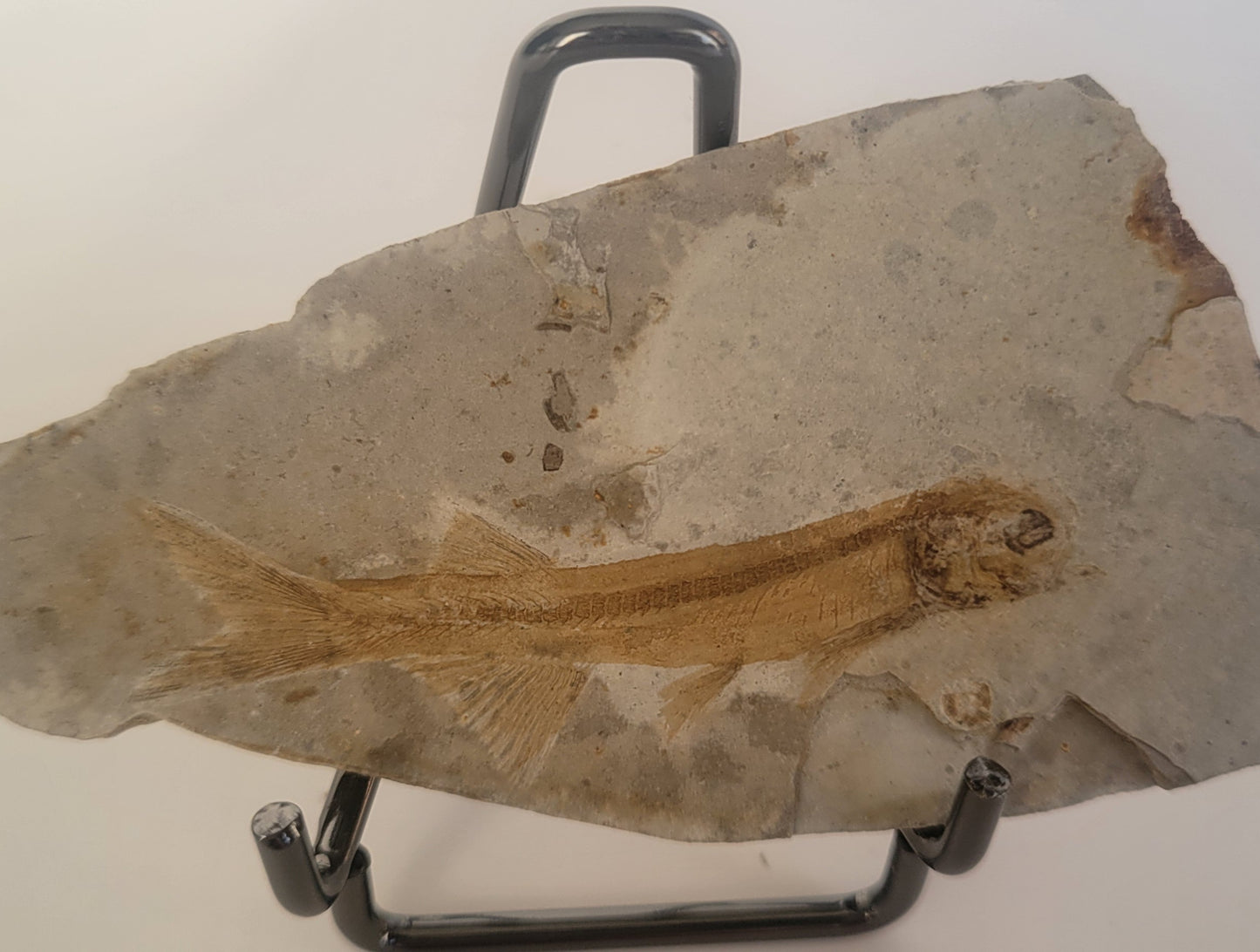 Fossil Fish Lycoptera Davidi