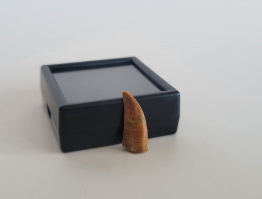 0.8" Dromaeosaurus Raptor Tooth