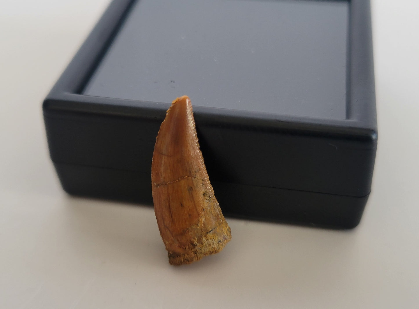 0.8" Dromaeosaurus Raptor Tooth