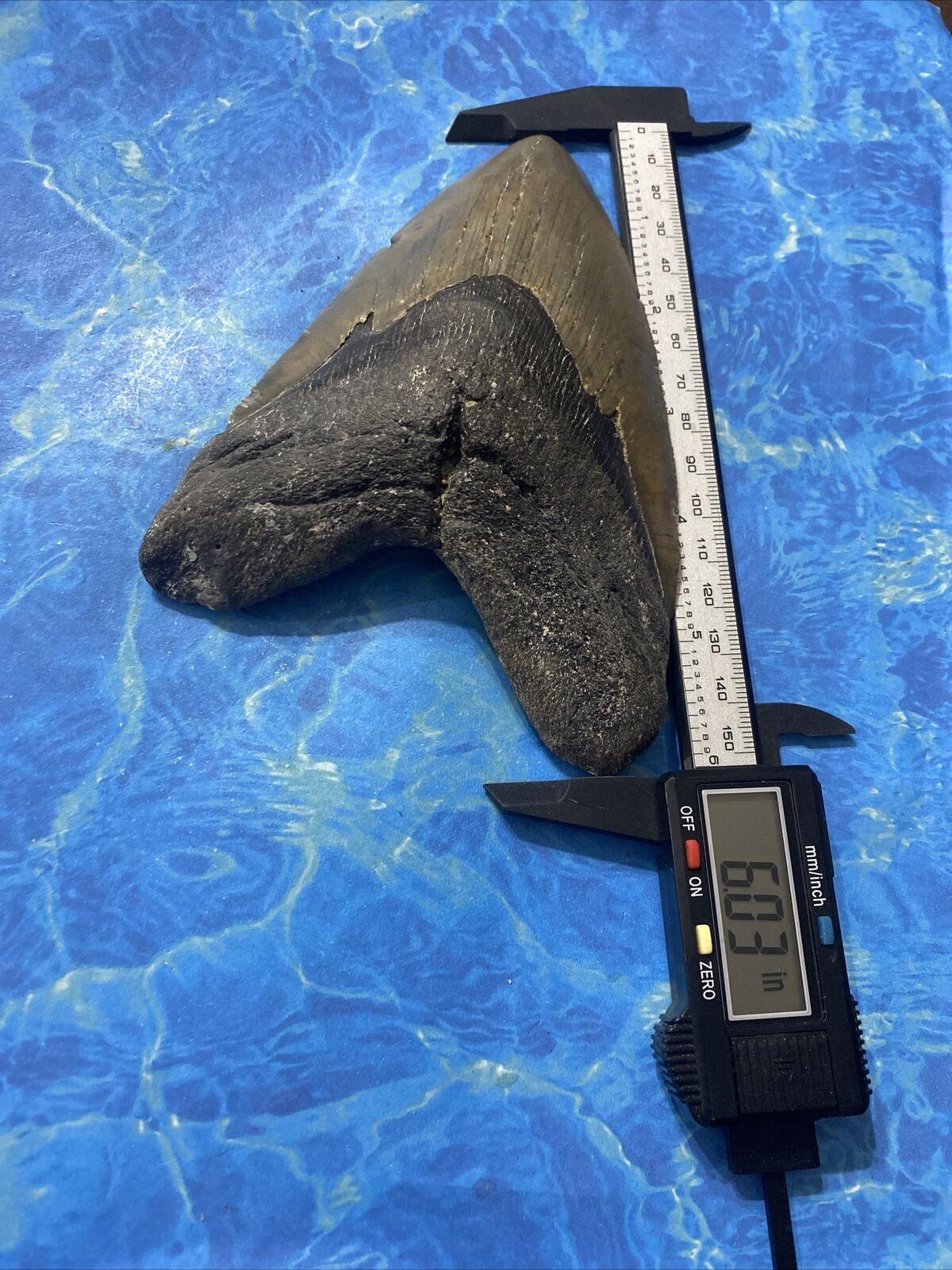 6.03" Megalodon Tooth