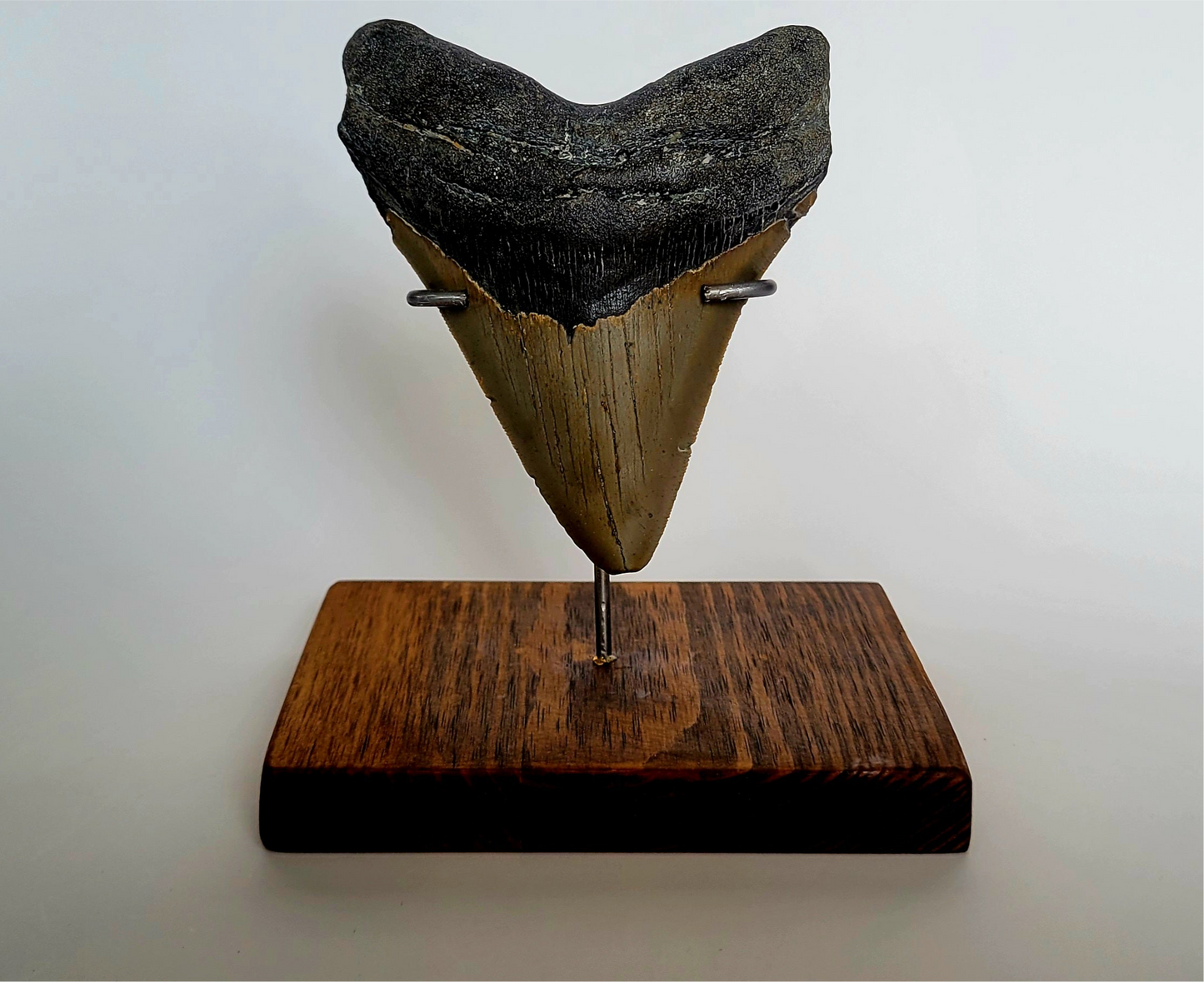 4.64" Megalodon Tooth W/ Custom Stand