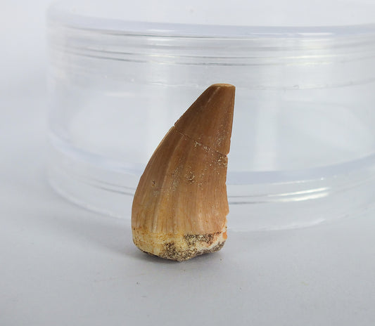 1.0" Mosasaur Tooth