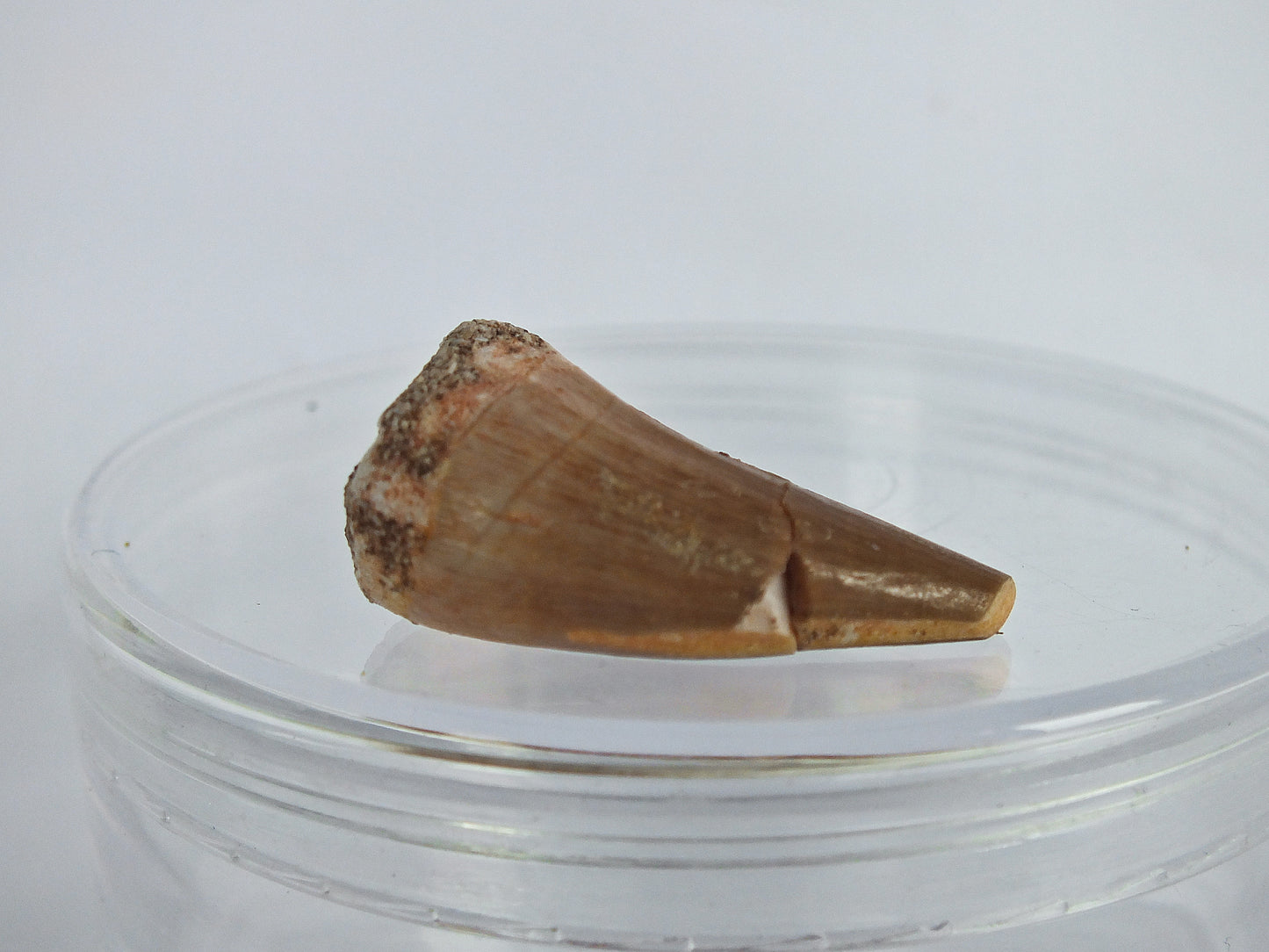 1.0" Mosasaur Tooth