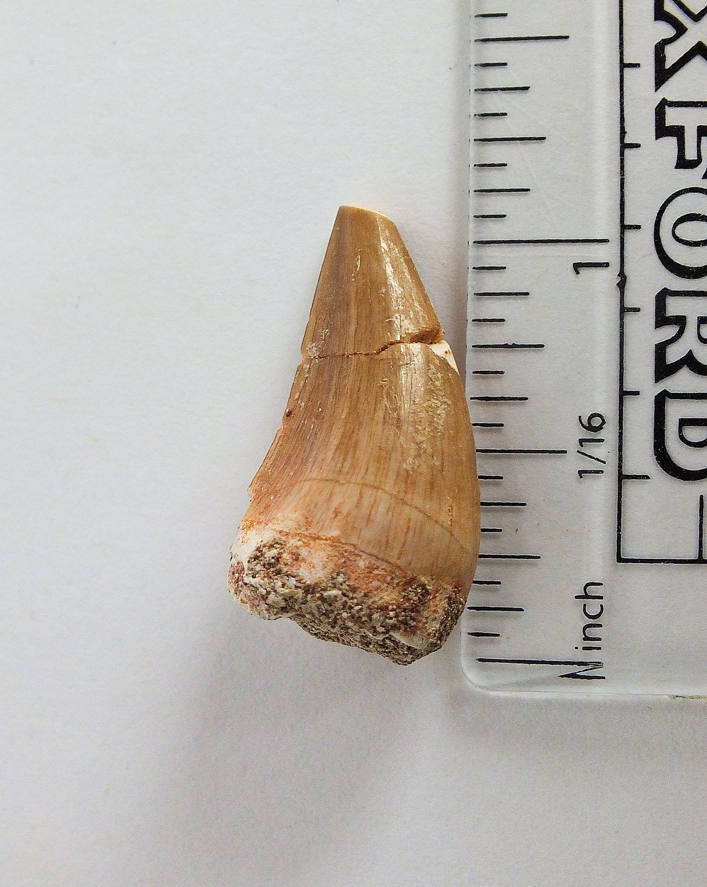 1.0" Mosasaur Tooth