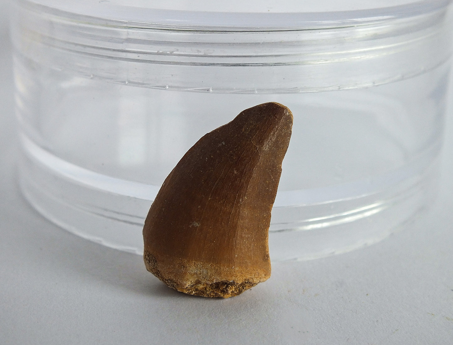 1.0" Mosasaur Tooth