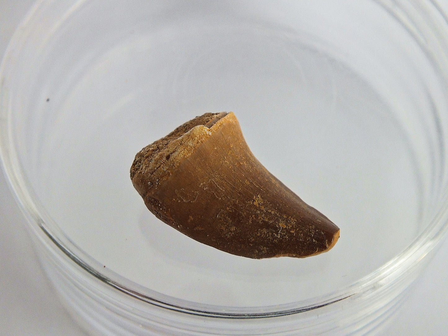 1.0" Mosasaur Tooth