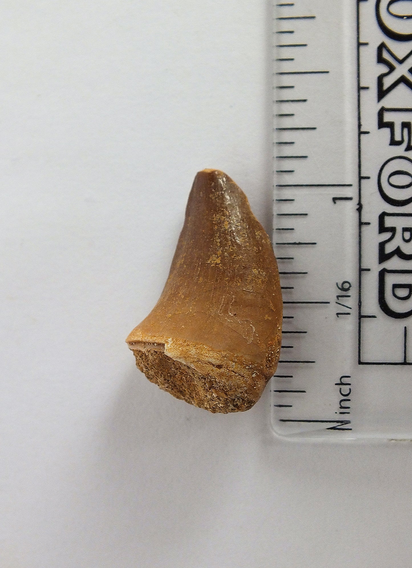 1.0" Mosasaur Tooth