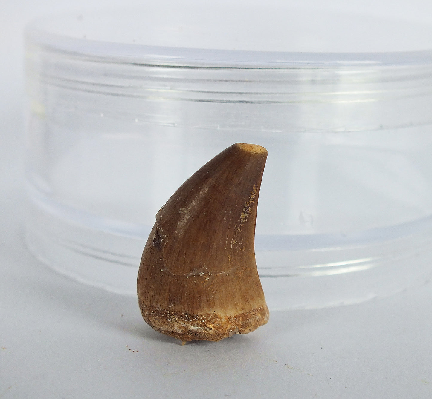 1.0" Mosasaur Tooth