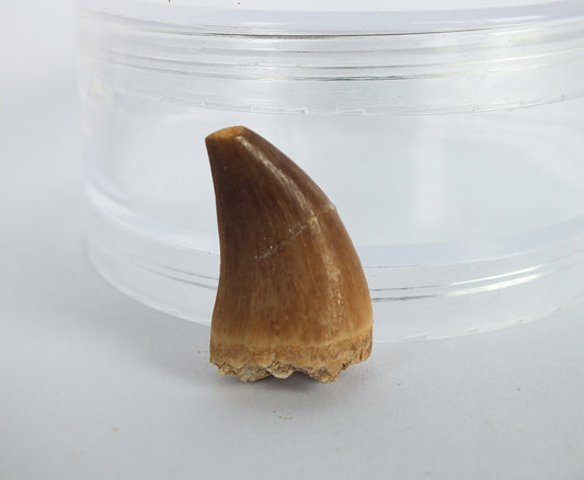 1.0" Mosasaur Tooth