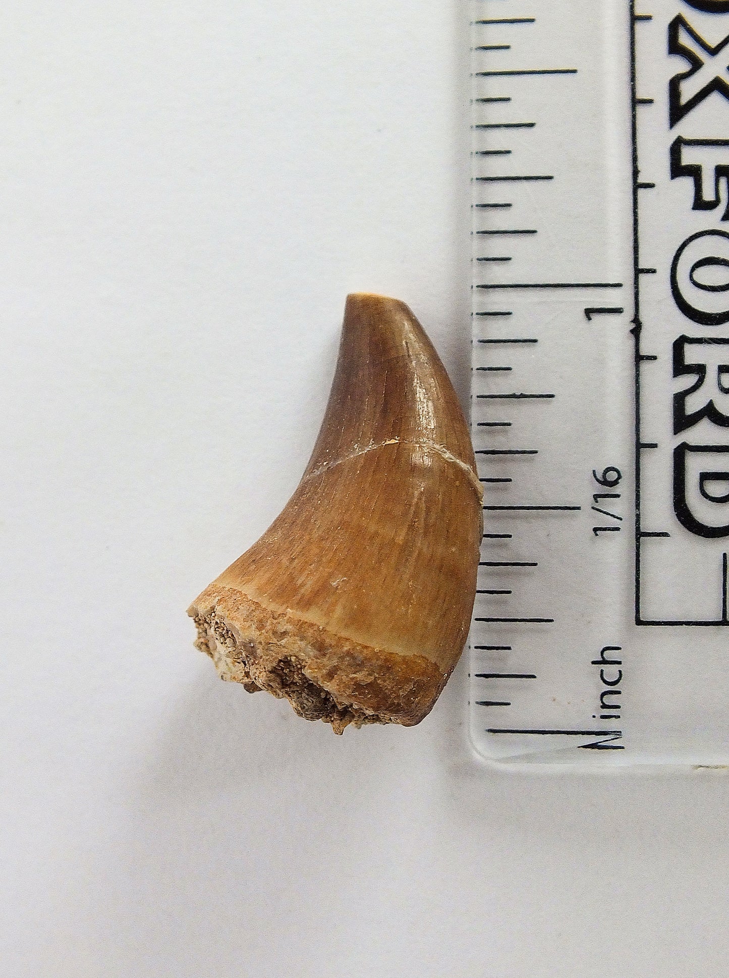 1.0" Mosasaur Tooth