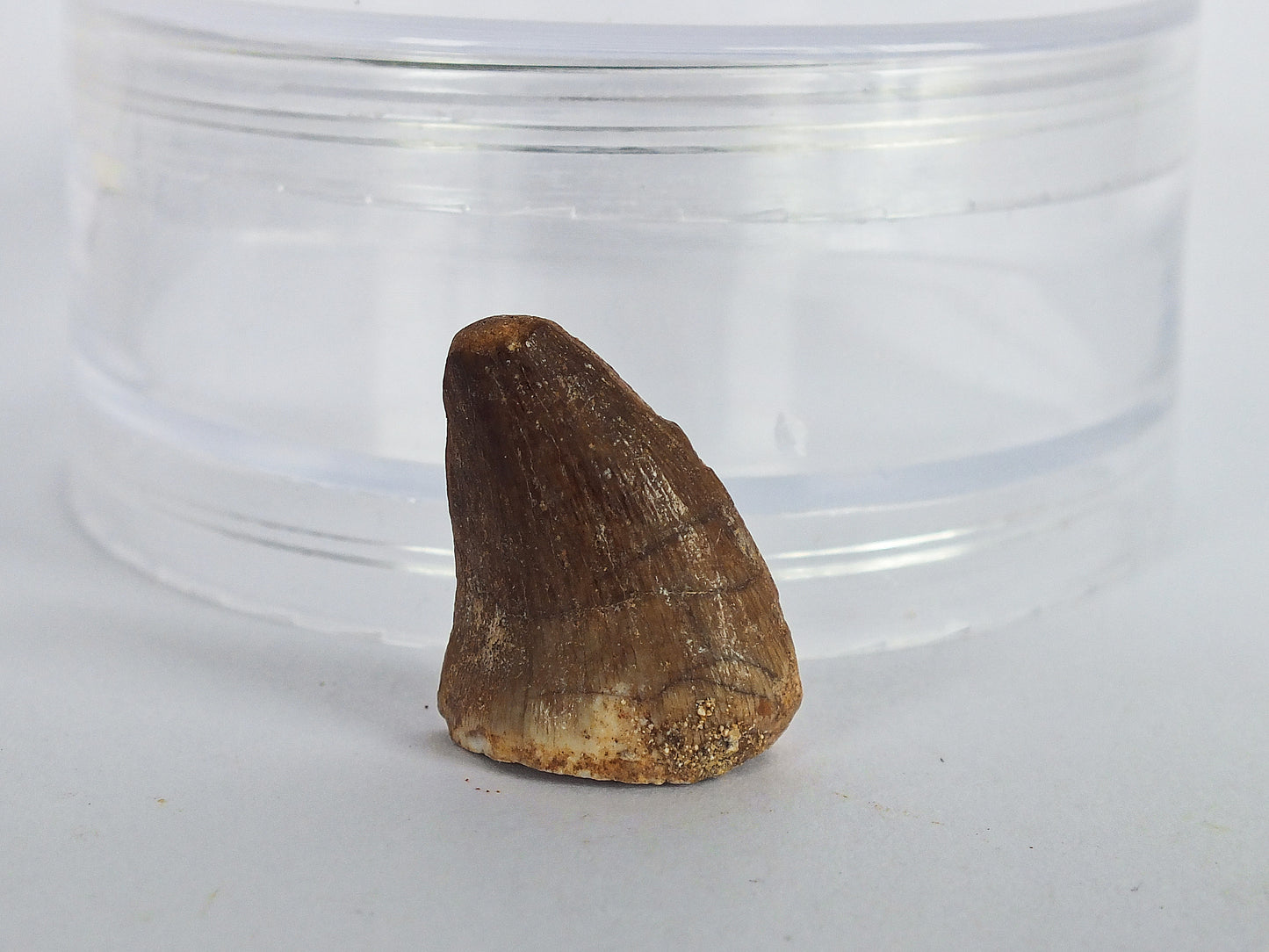 1.0" Mosasaur Tooth