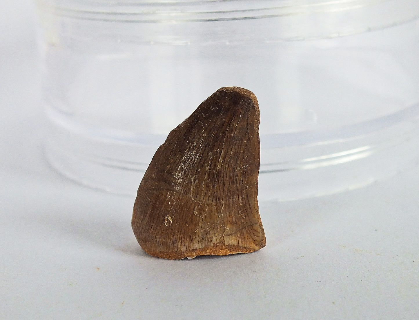 1.0" Mosasaur Tooth