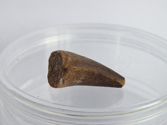 1.0" Mosasaur Tooth