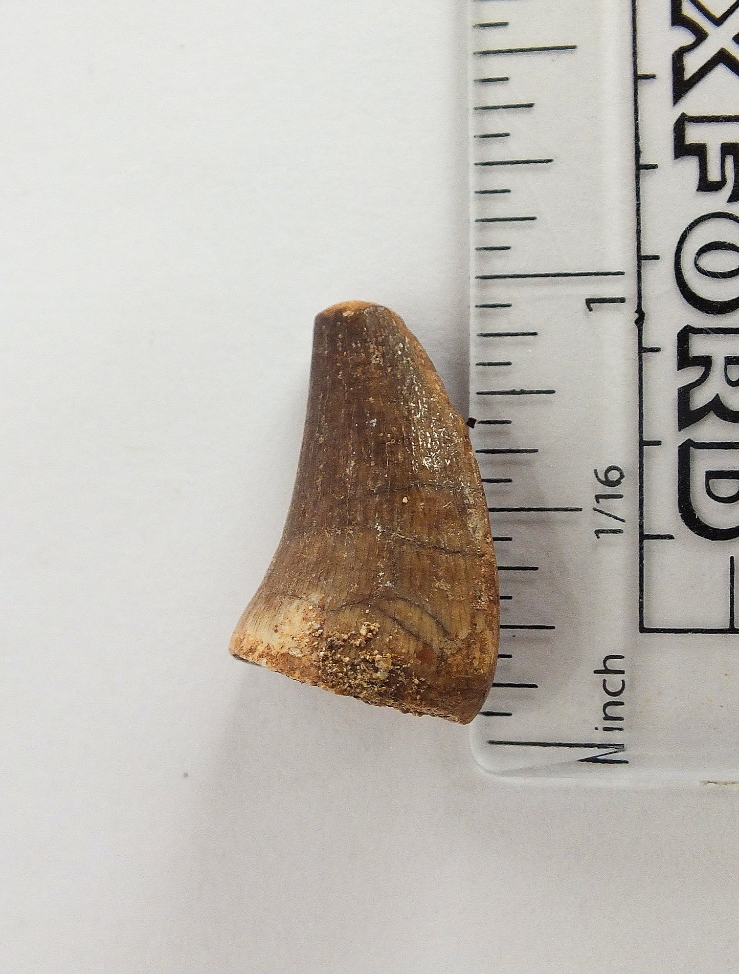 1.0" Mosasaur Tooth