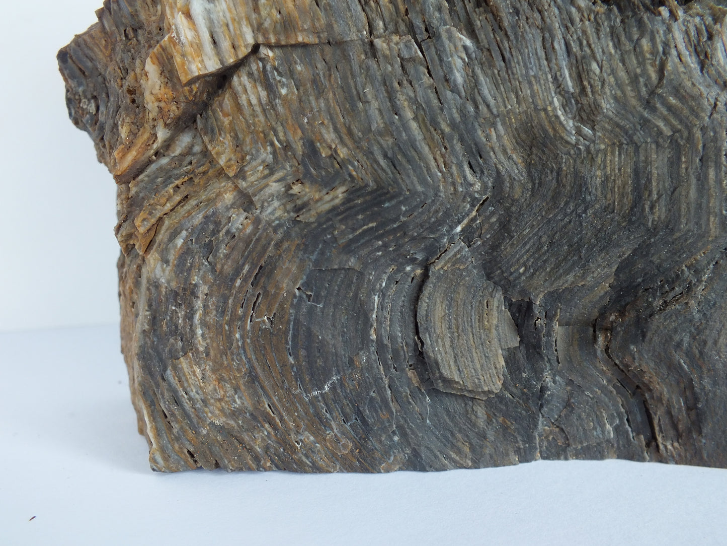 Polished Petrified Sequoia (Nevada)