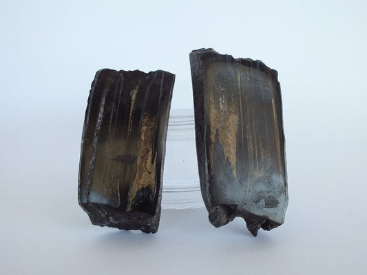 Cut/Polished Horse Tooth Fossil