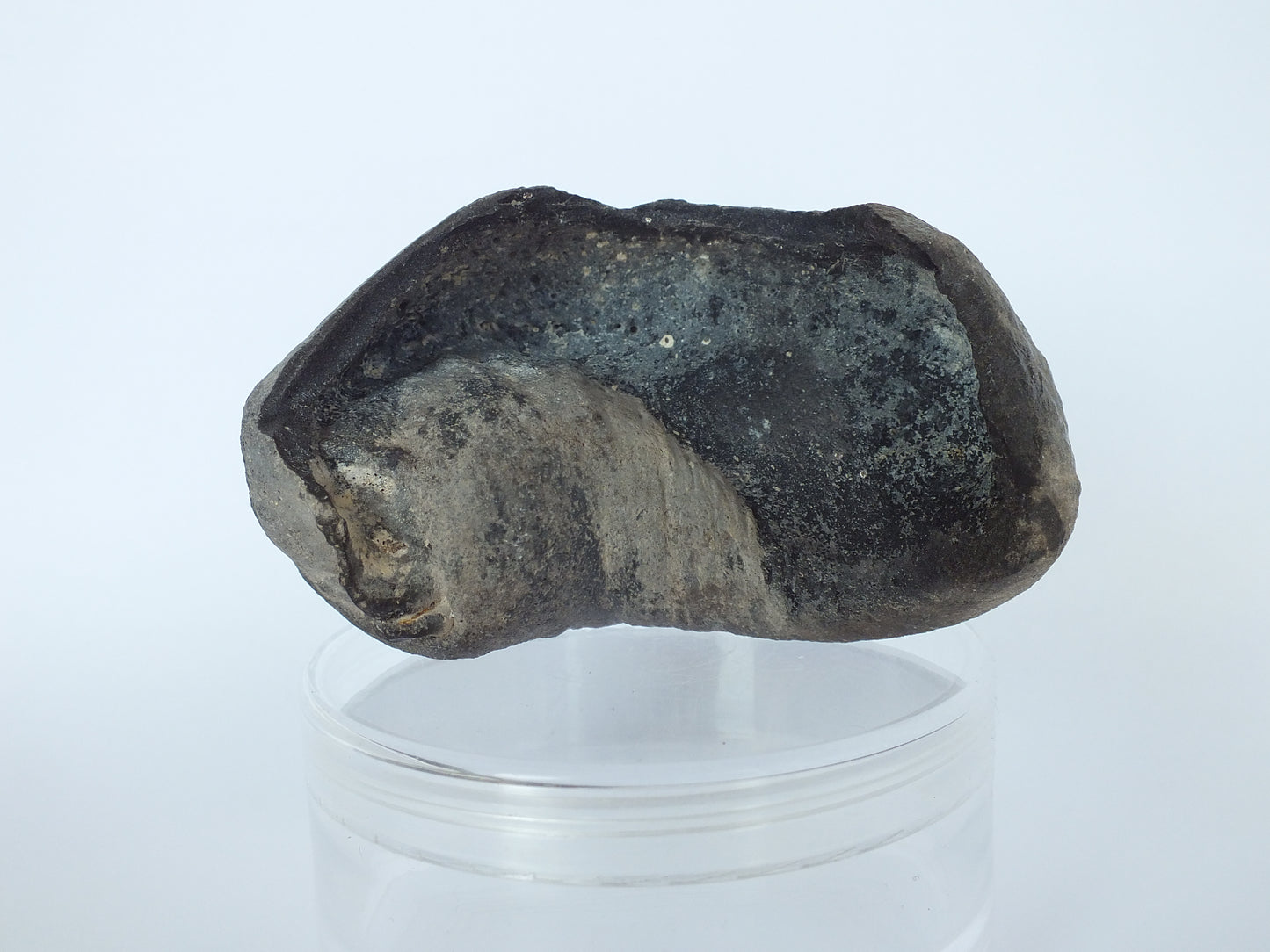 Pygmy Sperm Whale Ear Bone Fossil