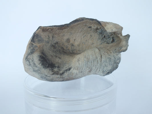 Pygmy Sperm Whale Ear Bone Fossil