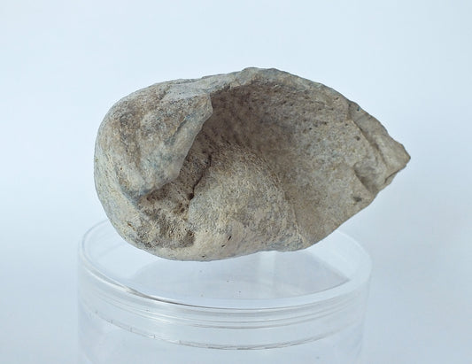 Pygmy Sperm Whale Ear Bone Fossil