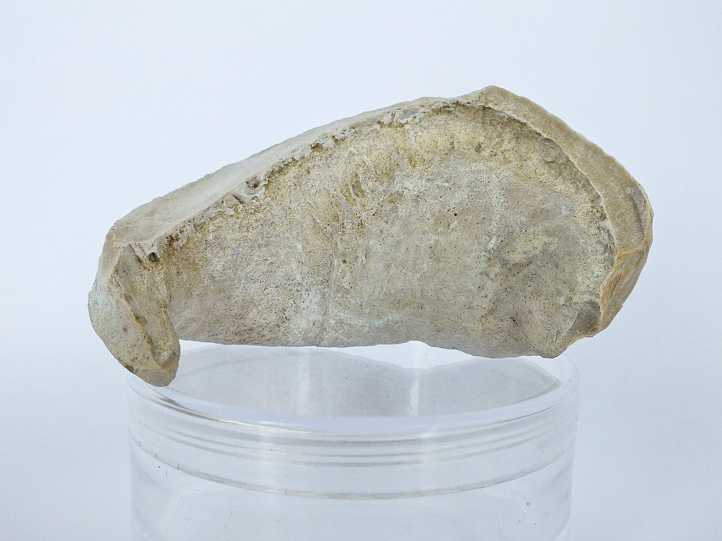 Pygmy Sperm Whale Ear Bone Fossil