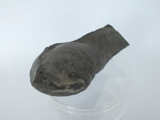 Pygmy Sperm Whale Ear Bone Fossil