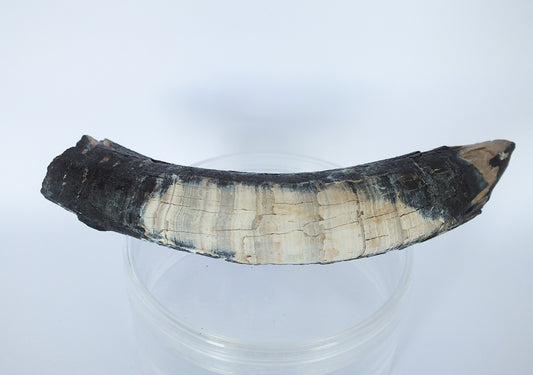 4.25" Pygmy Sperm Whale Tooth Fossil