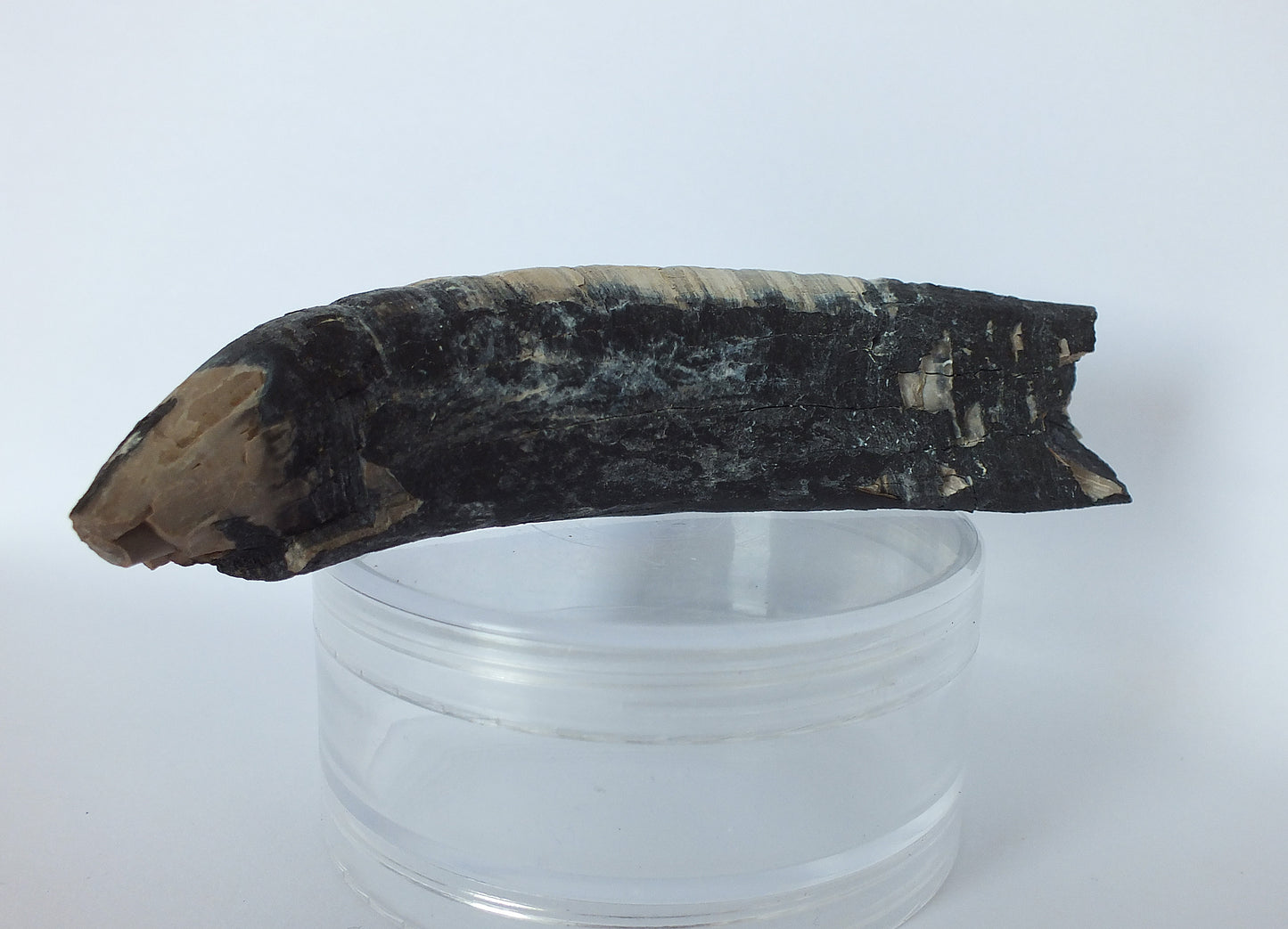 4.25" Pygmy Sperm Whale Tooth Fossil